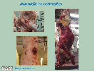 AVALIAÇÃO DE CONTUSÕES
6,2
CÁSSIA ALDRIN DE MELLO
 