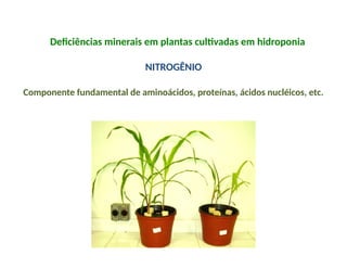 Deficiências minerais em plantas cultivadas em hidroponia
NITROGÊNIO
Componente fundamental de aminoácidos, proteínas, ácidos nucléicos, etc.
 