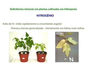 Deficiências minerais em plantas cultivadas em hidroponia
NITROGÊNIO
Falta de N : Inibe rapidamente o crescimento vegetal
Provoca clorose generalizada - inicialmente em folhas mais velhas
 