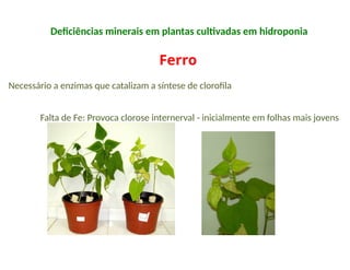 Ferro
Deficiências minerais em plantas cultivadas em hidroponia
Necessário a enzimas que catalizam a síntese de clorofila
Falta de Fe: Provoca clorose internerval - inicialmente em folhas mais jovens
 