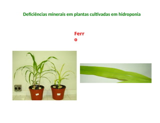 Ferr
o
Deficiências minerais em plantas cultivadas em hidroponia
 
