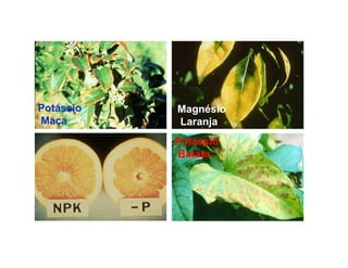 Potássio
Maça
Magnésio
Laranja
Potássio
Batata
 