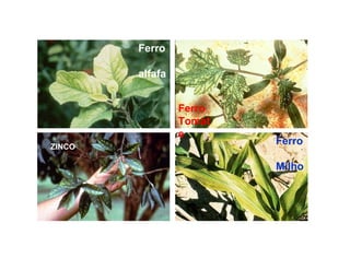 Ferro
alfafa
ZINCO
Ferro
Milho
Ferro
Tomat
e
 