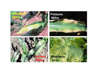 Nitrogênio
Milho
Fósforo
Milho
Potássio
Milho
Magnésio
Uva
 