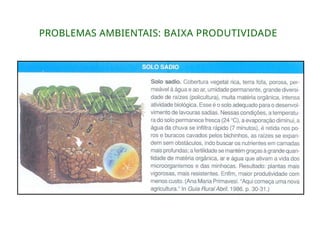 PROBLEMAS AMBIENTAIS: BAIXA PRODUTIVIDADE
 