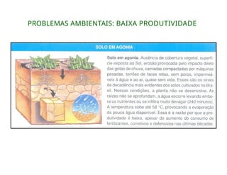 PROBLEMAS AMBIENTAIS: BAIXA PRODUTIVIDADE
 