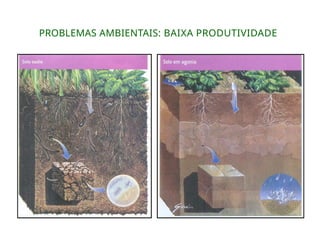 PROBLEMAS AMBIENTAIS: BAIXA PRODUTIVIDADE
 