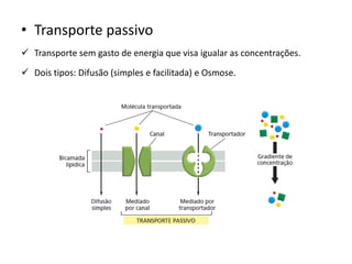 • Transporte passivo
✓ Transporte sem gasto de energia que visa igualar as concentrações.
✓ Dois tipos: Difusão (simples e facilitada) e Osmose.
 