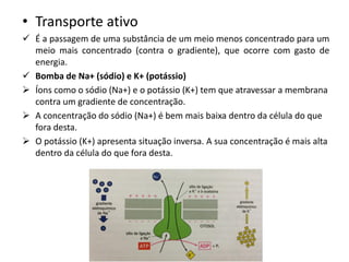 • Transporte ativo
✓ É a passagem de uma substância de um meio menos concentrado para um
meio mais concentrado (contra o gradiente), que ocorre com gasto de
energia.
✓ Bomba de Na+ (sódio) e K+ (potássio)
➢ Íons como o sódio (Na+) e o potássio (K+) tem que atravessar a membrana
contra um gradiente de concentração.
➢ A concentração do sódio (Na+) é bem mais baixa dentro da célula do que
fora desta.
➢ O potássio (K+) apresenta situação inversa. A sua concentração é mais alta
dentro da célula do que fora desta.
 