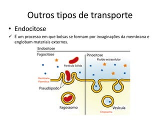 Outros tipos de transporte
• Endocitose
✓ É um processo em que bolsas se formam por invaginações da membrana e
englobam materiais externos.
 