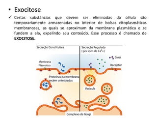 • Exocitose
✓ Certas substâncias que devem ser eliminadas da célula são
temporariamente armazenadas no interior de bolsas citoplasmáticas
membranosas, as quais se aproximam da membrana plasmática e se
fundem a ela, expelindo seu conteúdo. Esse processo é chamado de
EXOCITOSE.
 