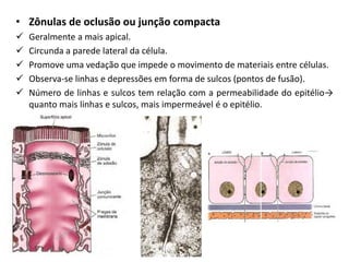 • Zônulas de oclusão ou junção compacta
✓ Geralmente a mais apical.
✓ Circunda a parede lateral da célula.
✓ Promove uma vedação que impede o movimento de materiais entre células.
✓ Observa-se linhas e depressões em forma de sulcos (pontos de fusão).
✓ Número de linhas e sulcos tem relação com a permeabilidade do epitélio→
quanto mais linhas e sulcos, mais impermeável é o epitélio.
 
