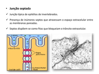 • Junção septada
✓ Junção típica de epitélios de invertebrados.
✓ Presença de inúmeros septos que atravessam o espaço extracelular entre
as membranas pareadas.
✓ Septos dispõem-se como fitas que bloqueiam o trânsito extracelular.
 