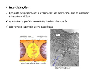 • Interdigitações
✓ Conjunto de invaginações e evaginações de membrana, que se encaixam
em células vizinhas.
✓ Aumentam superfície de contato, dando maior coesão.
✓ Ocorrem na superfície lateral das células.
 