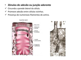 • Zônulas de adesão ou junção aderente
✓ Circunda a parede lateral da célula.
✓ Promove adesão entre células vizinhas.
✓ Presença de numerosos filamentos de actina.
 