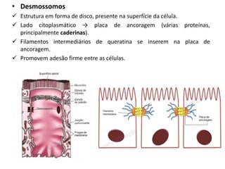• Desmossomos
✓ Estrutura em forma de disco, presente na superfície da célula.
✓ Lado citoplasmático → placa de ancoragem (várias proteínas,
principalmente caderinas).
✓ Filamentos intermediários de queratina se inserem na placa de
ancoragem.
✓ Promovem adesão firme entre as células.
 