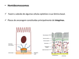 • Hemidesmossomos
✓ Fazem a adesão de algumas células epiteliais à sua lâmina basal.
✓ Placas de ancoragem constituídas principalmente de integrinas.
 