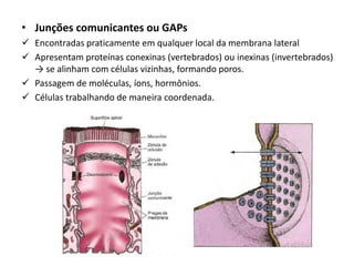• Junções comunicantes ou GAPs
✓ Encontradas praticamente em qualquer local da membrana lateral
✓ Apresentam proteínas conexinas (vertebrados) ou inexinas (invertebrados)
→ se alinham com células vizinhas, formando poros.
✓ Passagem de moléculas, íons, hormônios.
✓ Células trabalhando de maneira coordenada.
 