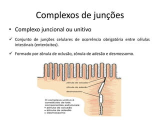 Complexos de junções
• Complexo juncional ou unitivo
✓ Conjunto de junções celulares de ocorrência obrigatória entre células
intestinais (enterócitos).
✓ Formado por zônula de oclusão, zônula de adesão e desmossomo.
 