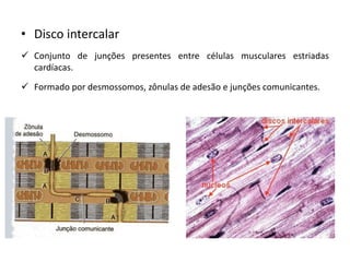 • Disco intercalar
✓ Conjunto de junções presentes entre células musculares estriadas
cardíacas.
✓ Formado por desmossomos, zônulas de adesão e junções comunicantes.
 