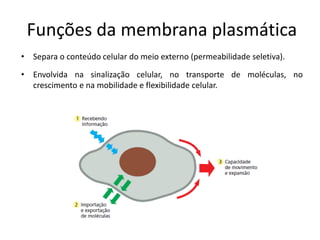 Funções da membrana plasmática
• Separa o conteúdo celular do meio externo (permeabilidade seletiva).
• Envolvida na sinalização celular, no transporte de moléculas, no
crescimento e na mobilidade e flexibilidade celular.
 