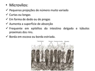 • Microvilos:
✓ Pequenas projeções de número muito variado
✓ Curtas ou longas
✓ Em forma de dedo ou de pregas
✓ Aumenta a superfície de absorção
✓ Frequente em epitélios do intestino delgado e túbulos
proximais dos rins.
✓ Borda em escova ou borda estriada.
 