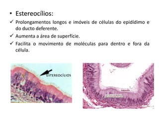 • Estereocílios:
✓ Prolongamentos longos e imóveis de células do epidídimo e
do ducto deferente.
✓ Aumenta a área de superfície.
✓ Facilita o movimento de moléculas para dentro e fora da
célula.
 