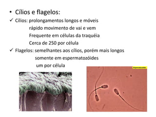 • Cílios e flagelos:
✓ Cílios: prolongamentos longos e móveis
rápido movimento de vai e vem
Frequente em células da traquéia
Cerca de 250 por célula
✓ Flagelos: semelhantes aos cílios, porém mais longos
somente em espermatozóides
um por célula
 