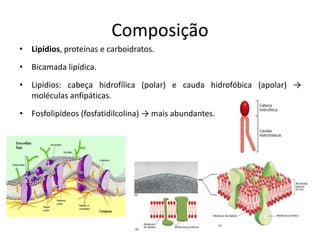 Composição
• Lipídios, proteínas e carboidratos.
• Bicamada lipídica.
• Lipídios: cabeça hidrofílica (polar) e cauda hidrofóbica (apolar) →
moléculas anfipáticas.
• Fosfolipídeos (fosfatidilcolina) → mais abundantes.
 