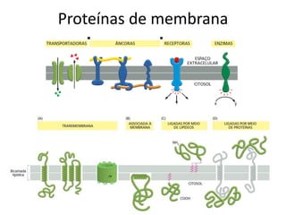 Proteínas de membrana
 
