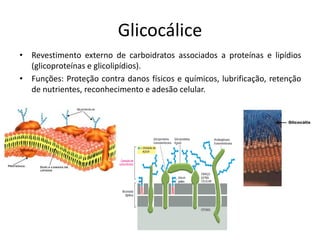 Glicocálice
• Revestimento externo de carboidratos associados a proteínas e lipídios
(glicoproteínas e glicolipídios).
• Funções: Proteção contra danos físicos e químicos, lubrificação, retenção
de nutrientes, reconhecimento e adesão celular.
 