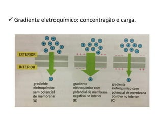 ✓ Gradiente eletroquímico: concentração e carga.
 