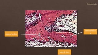osteoblasto
s
osteócitos
osteoclastos
 