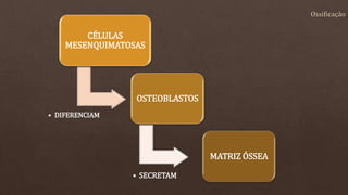 CÉLULAS
MESENQUIMATOSAS
• DIFERENCIAM
OSTEOBLASTOS
• SECRETAM
MATRIZ ÓSSEA
 