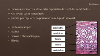 pericôndrio
pericôndrio
condrócito
matriz
lacuna
 