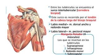 Aula 2 - Porción libre del M.S.pptx