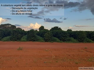Foto: Ronan Souza
A cobertura vegetal tem efeito direto sobre a gota da chuva
- Densidade da vegetação
- Da arquitetura foliar
- Da altura do dossel
 