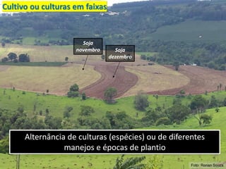 Cultivo ou culturas em faixas
Alternância de culturas (espécies) ou de diferentes
manejos e épocas de plantio
Foto: Ronan Souza
Soja
novembro Soja
dezembro
 