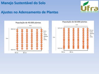 Manejo Sustentável do Solo
Ajustes no Adensamento de Plantas
 