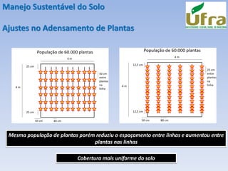 Manejo Sustentável do Solo
Ajustes no Adensamento de Plantas
Mesma população de plantas porém reduziu o espaçamento entre linhas e aumentou entre
plantas nas linhas
Cobertura mais uniforme do solo
 