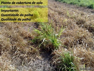 3.1.6 O preparo do solo
- aplicar calcário → 60-90dias antes do plantio
- pode ser dividida em etapas
- toda antes da aração + 2 gradagens
- a calagem antes do plantio é fundamental para corrigir camadas
subsuperficiais
Foto Ronan Souza
Planta de cobertura de solo
Importante:
Quantidade da palha
Qualidade da palha
 