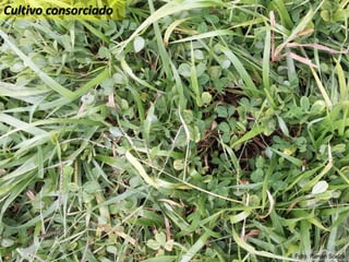 Manejo Sustentável do Solo
Cultivo consorciado
Cultivo consorciado
Foto: Ronan Souza
 