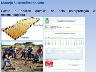 Coleta e análise química do solo (interpretação e
recomendações)
Manejo Sustentável do Solo
 