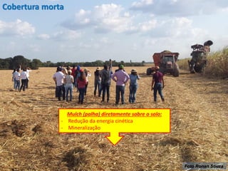 Foto Ronan Souza
Mulch (palha) diretamente sobre o solo:
- Redução da energia cinética
- Mineralização
Cobertura morta
 