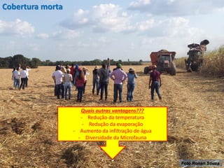 Foto Ronan Souza
Quais outras vantagens???
- Redução da temperatura
- Redução da evaporação
- Aumento da infiltração de água
- Diversidade da Microfauna
Cobertura morta
 