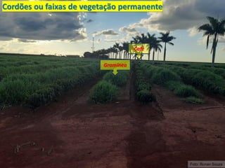 Foto: Ronan Souza
Cordões ou faixas de vegetação permanente
Café
Gramínea
 
