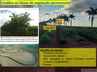 Foto: Ronan Souza
Cordões ou faixas de vegetação permanente
Café
Gramínea
Escolha da espécie:
- Finalidade econômica;
- Crescimento rápido;
- Não prejudicar a cultura principal (sombra,
invasora e hospedeira);
- Perene.
 