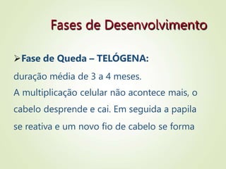 Fases de Desenvolvimento
Fase de Queda – TELÓGENA:
duração média de 3 a 4 meses.
A multiplicação celular não acontece mais, o
cabelo desprende e cai. Em seguida a papila
se reativa e um novo fio de cabelo se forma
 