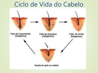 Ciclo de Vida do Cabelo
 