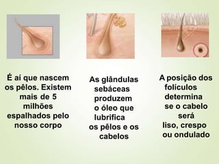É aí que nascem
os pêlos. Existem
mais de 5
milhões
espalhados pelo
nosso corpo
As glândulas
sebáceas
produzem
o óleo que
lubrifica
os pêlos e os
cabelos
A posição dos
folículos
determina
se o cabelo
será
liso, crespo
ou ondulado
 